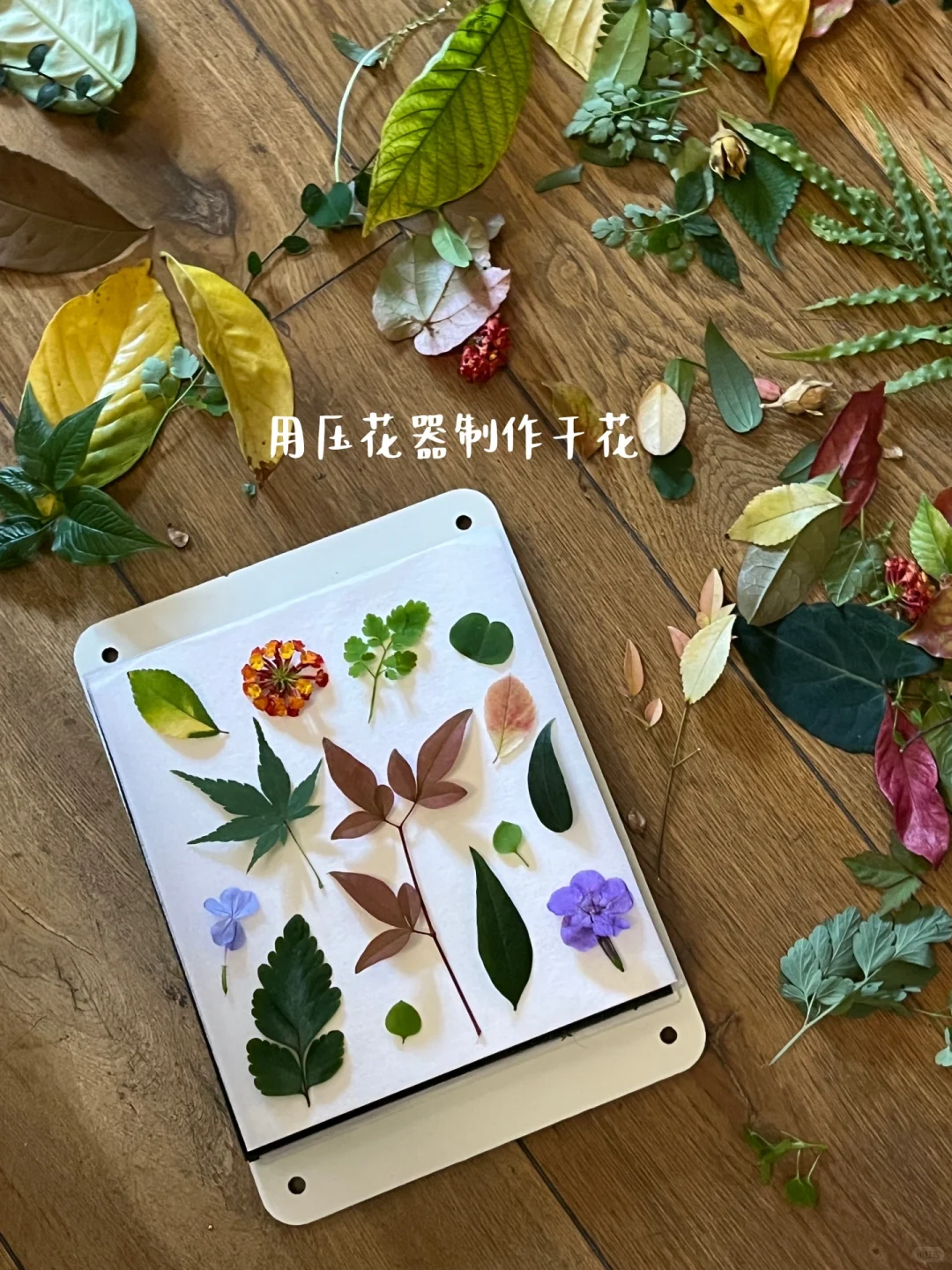 滴胶植物标本?制作详细教程来了