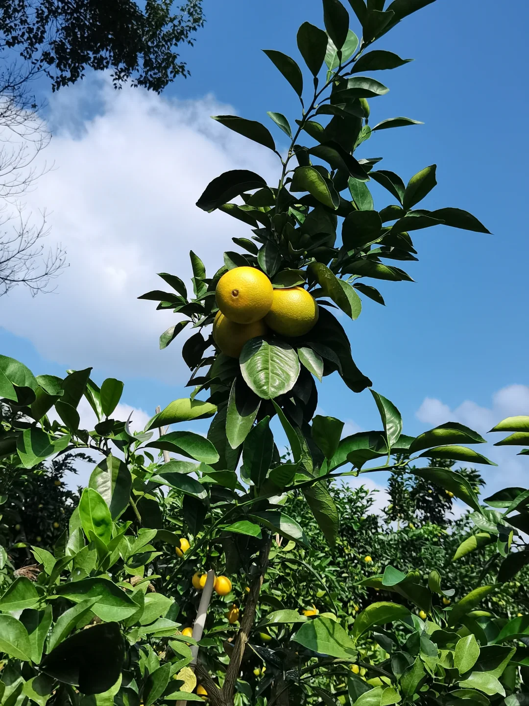 爸说别看它黄了，稀土山橙口感还差火候