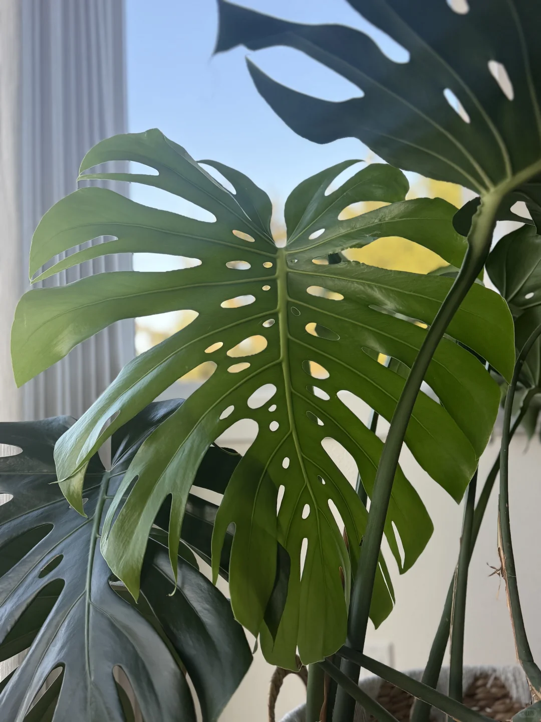 西雅图生活/绿植小白进阶路上的必备神器