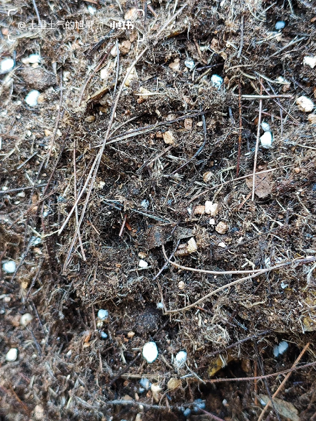 旧土翻新术0成本救活废土&灭虫养土搞定