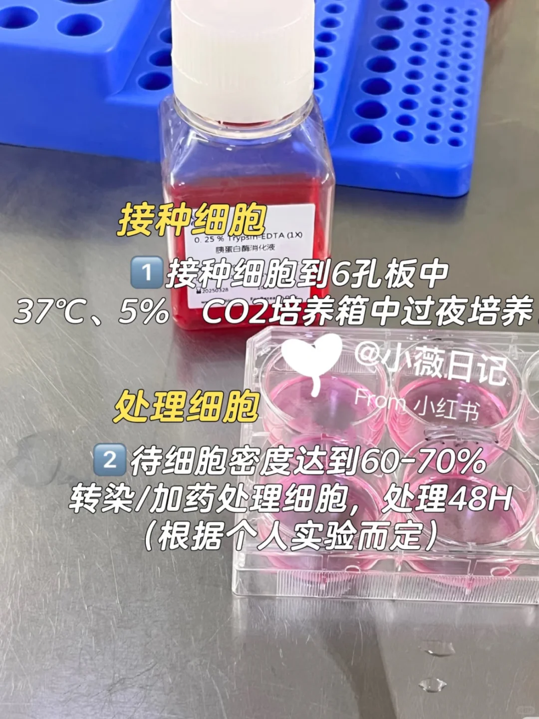 线粒体DNA拷贝数检测protocol详解✅