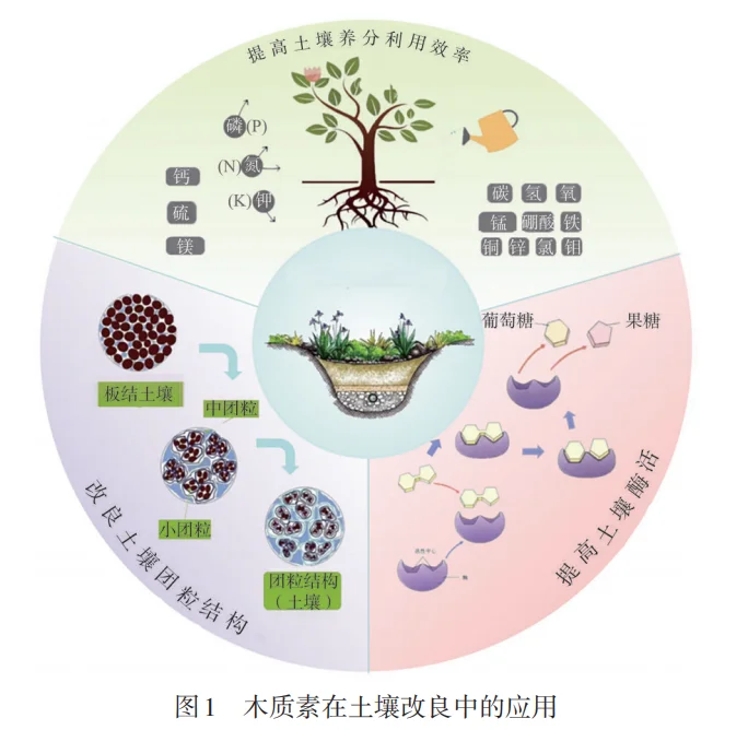 木质素竟成土壤救星？让土地重获新生