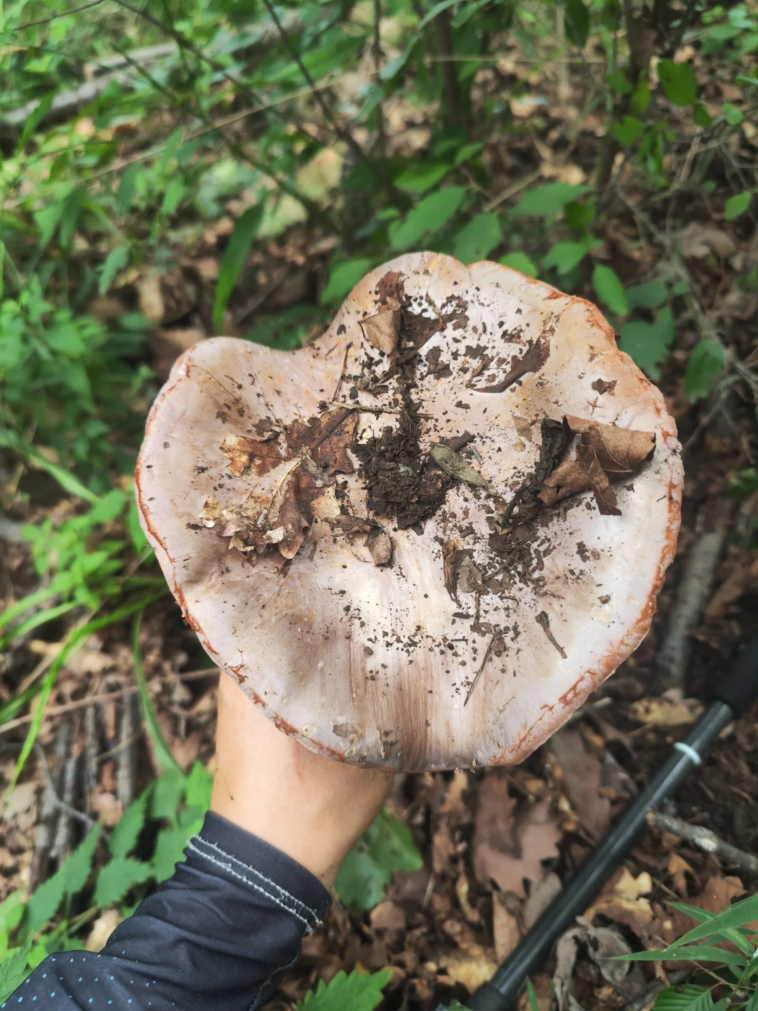 今日又解锁一种蘑菇-变色丝膜菌