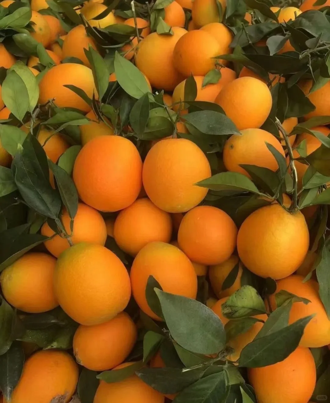 赣南脐橙|冬日里的阳光甜橙 ?