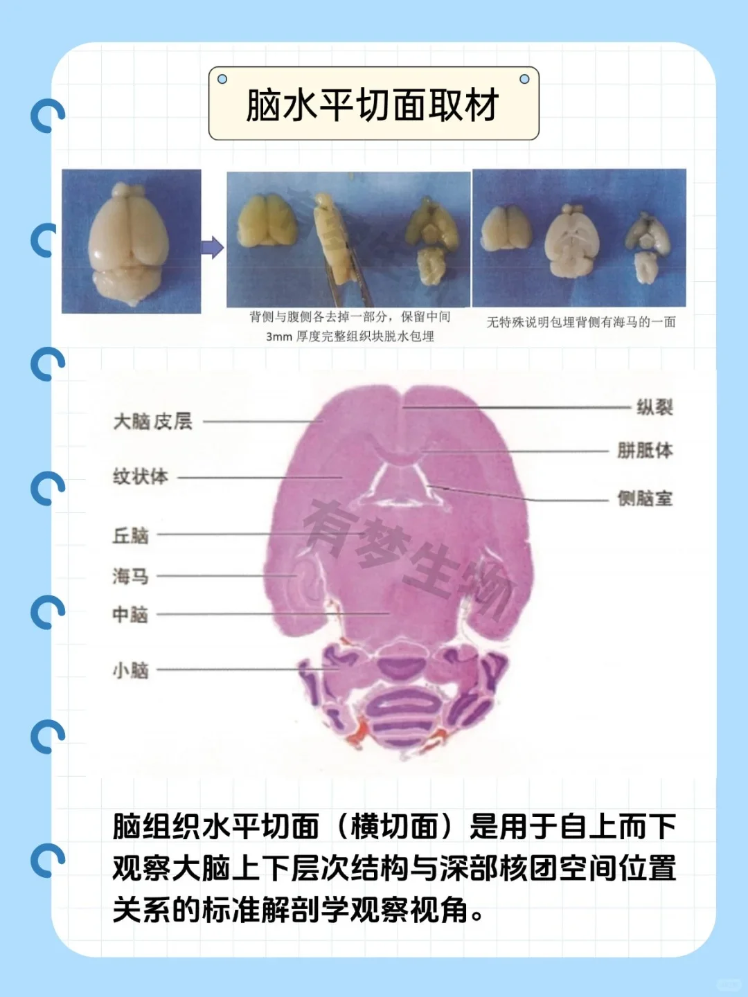 脑科学解剖指南｜三维切面解析