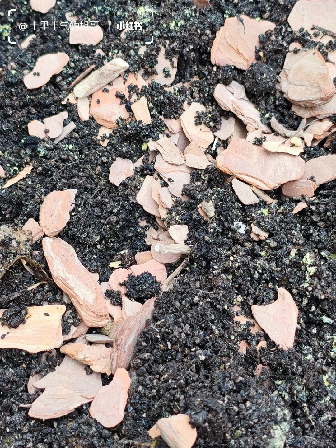 旧土翻新术0成本救活废土&灭虫养土搞定