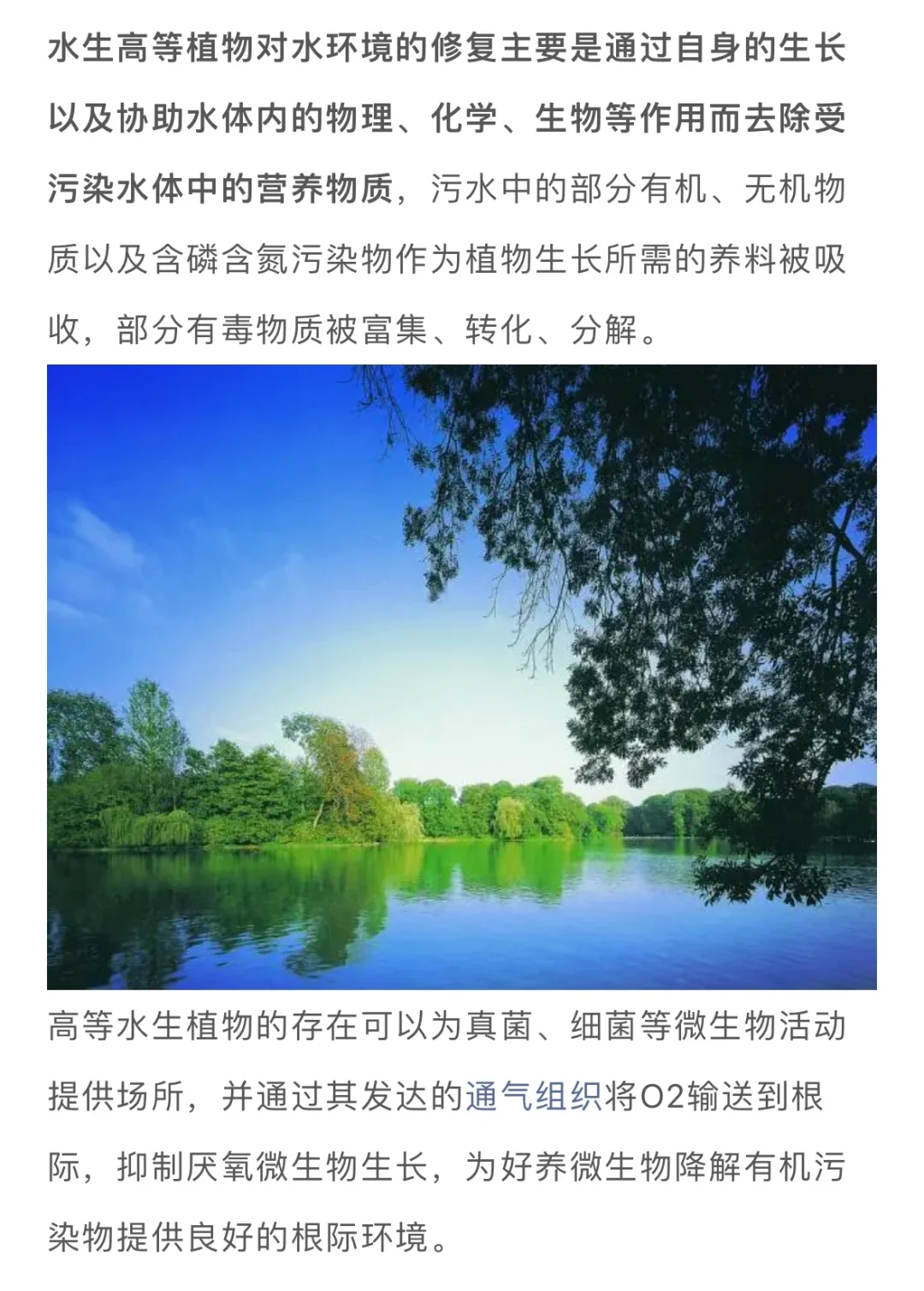 水生植物在水体修复中的妙用……