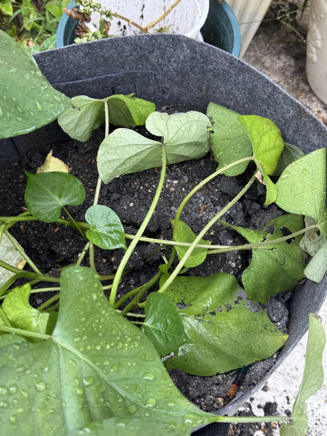 工业废图 受害者➕1