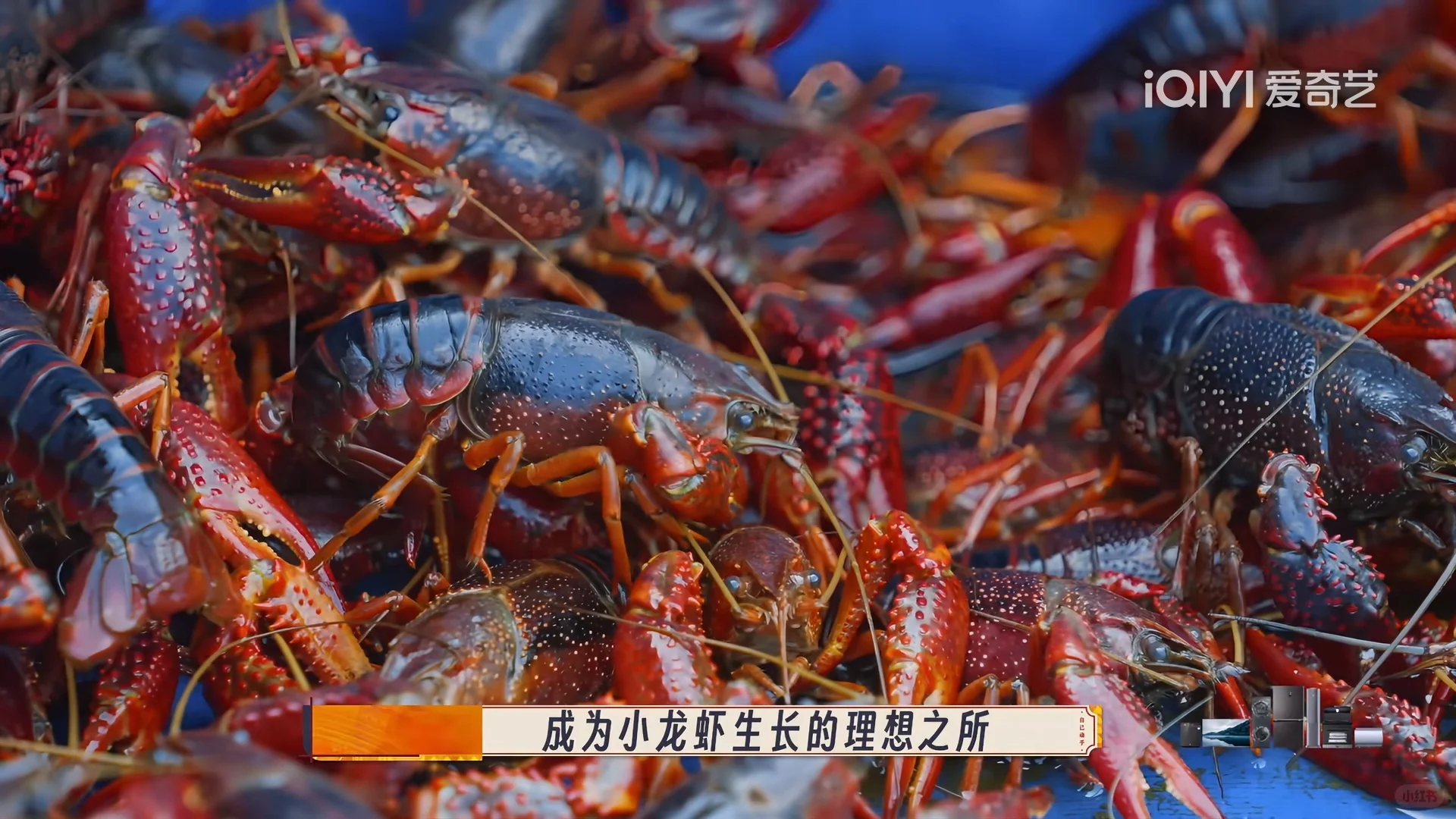 种地吧游学季素材积累——盱眙龙虾