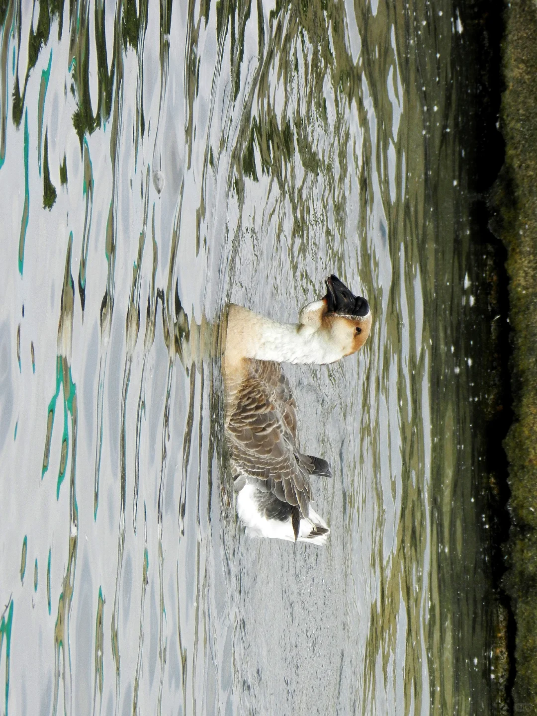 潜入澄海狮头鹅养殖场!