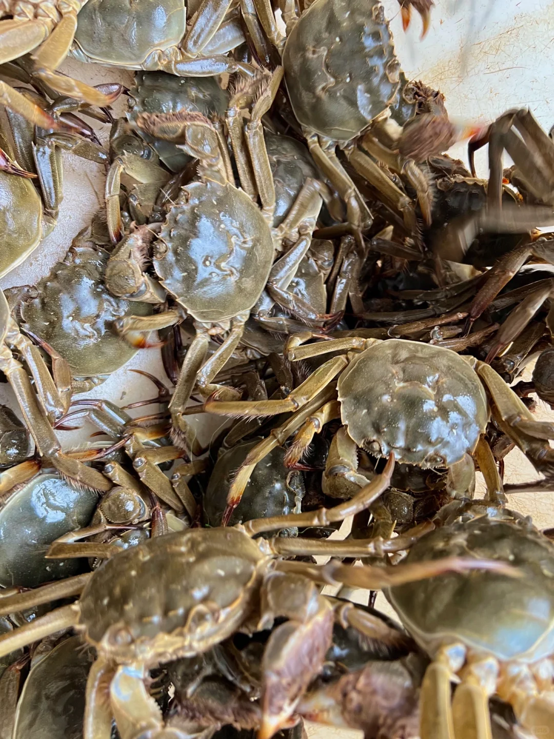 微山湖蟹农今年想试试在小红书卖大闸蟹