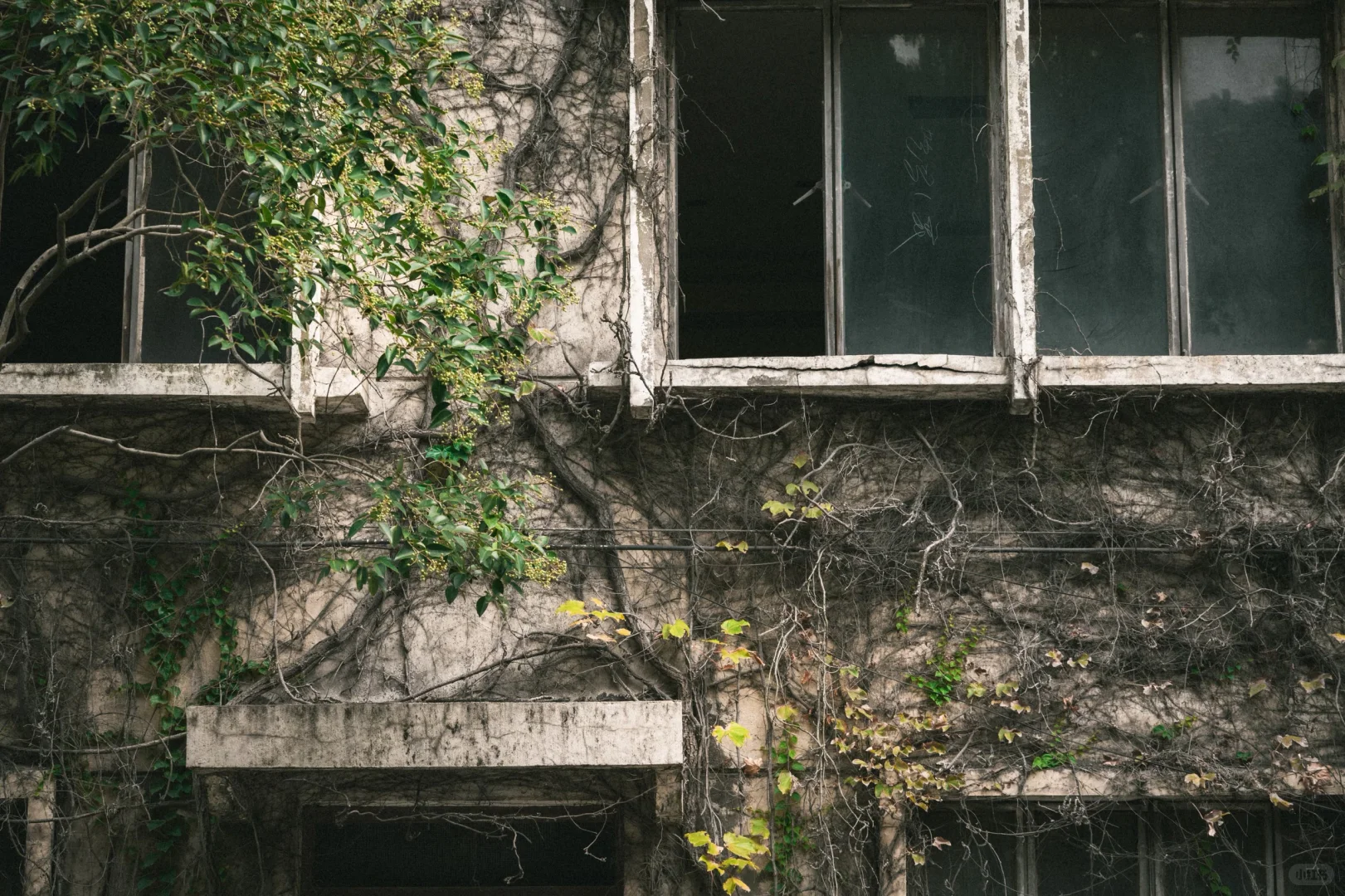 残骸与新生，大自然改造了废弃工厂