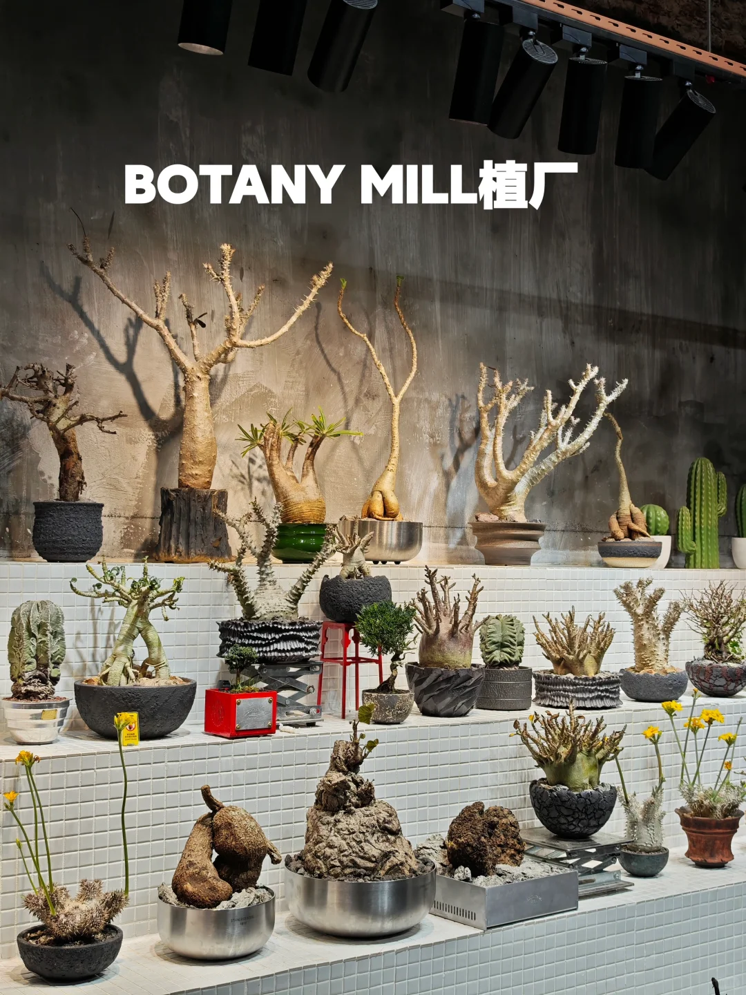 植物买手店和植物加工厂