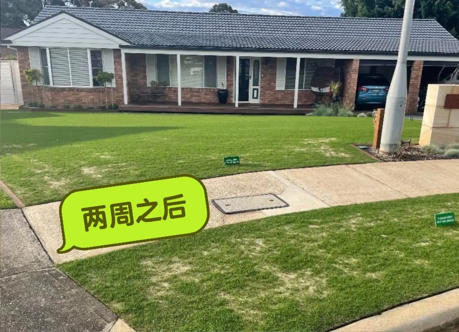 ?? 补土 top dressing 草坪维护