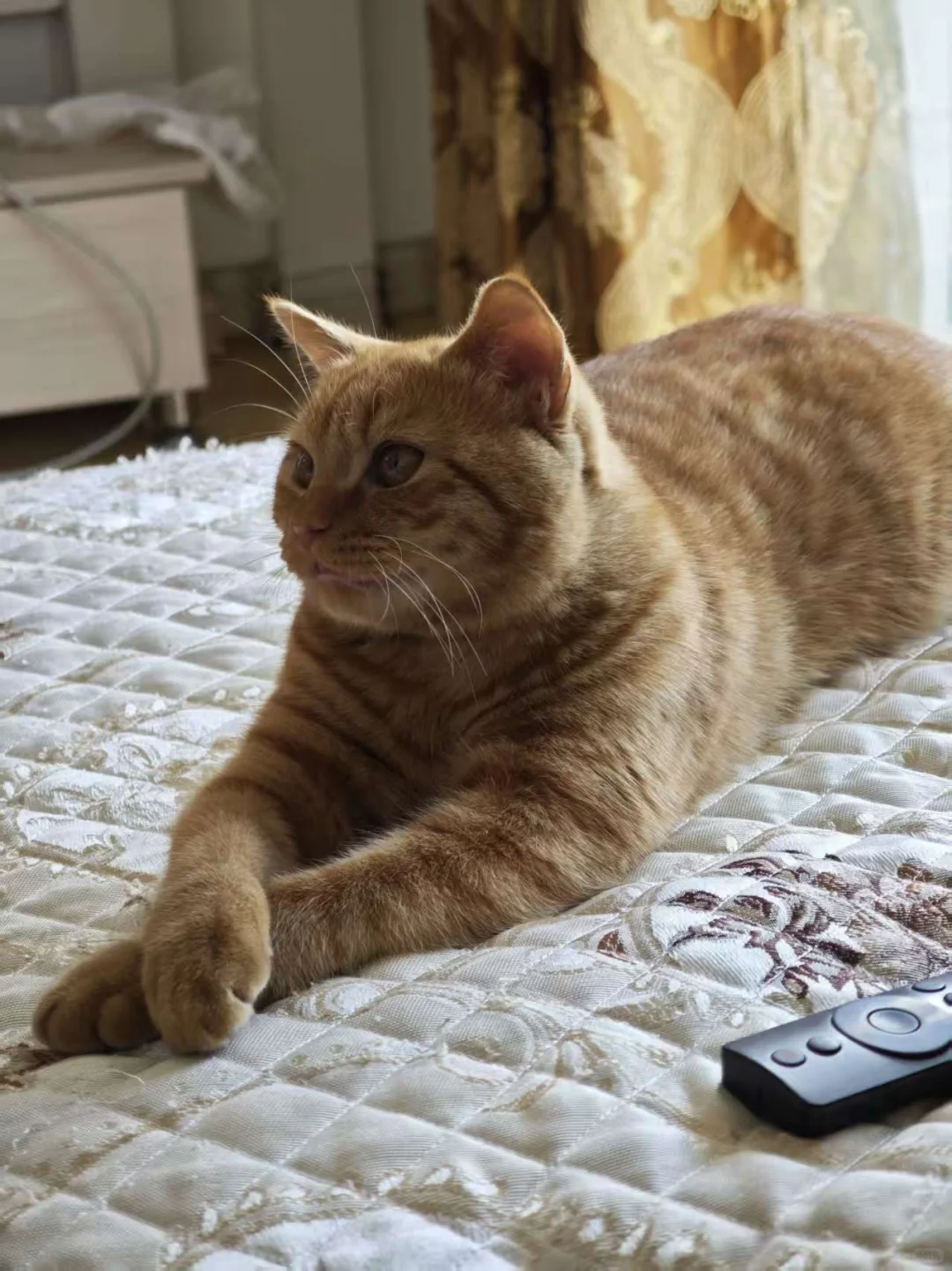 谁教小猫的仪容仪表