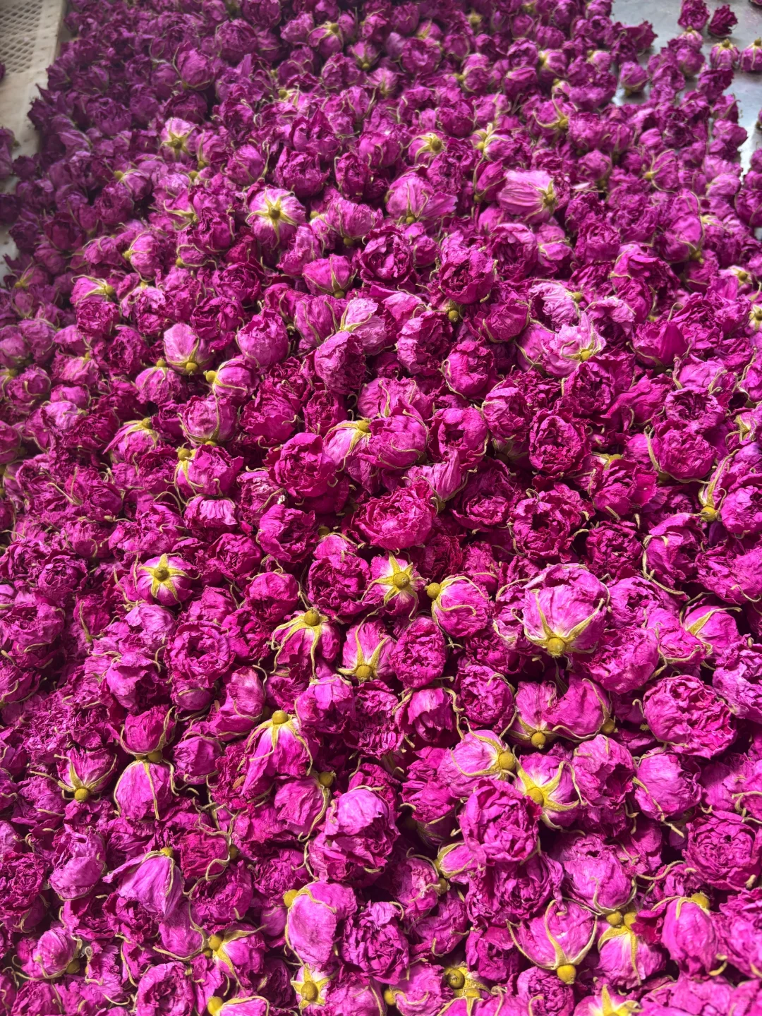 探秘玫瑰花工厂|99%人不知道的真空玫瑰