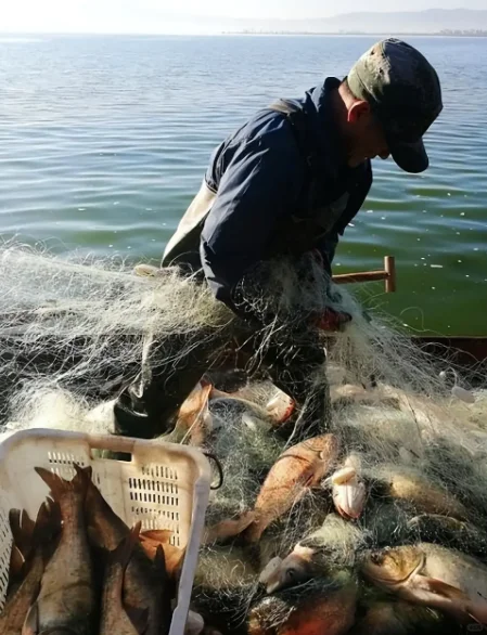 凤芳水产:蔚蓝丰收,水产行业的触网蝶变