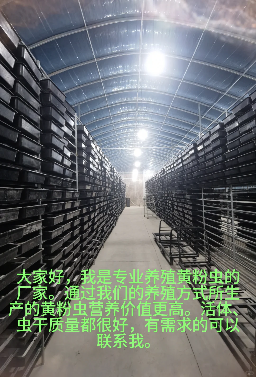 陕西黄粉虫养殖基地，活虫、虫干。大量供应