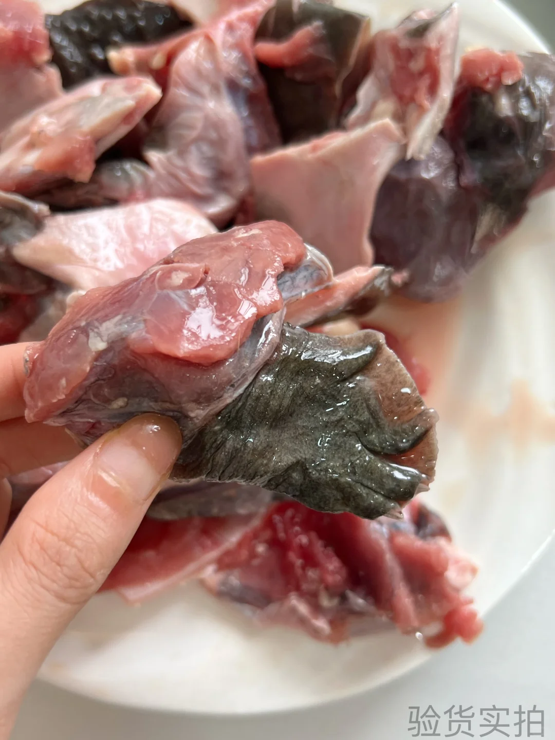 【?南丰甲鱼源头直供！工厂实拍敢透明！