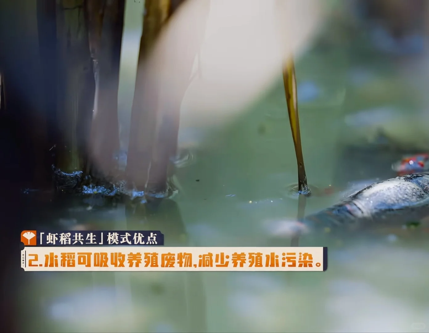 种地吧游学季素材积累——盱眙龙虾