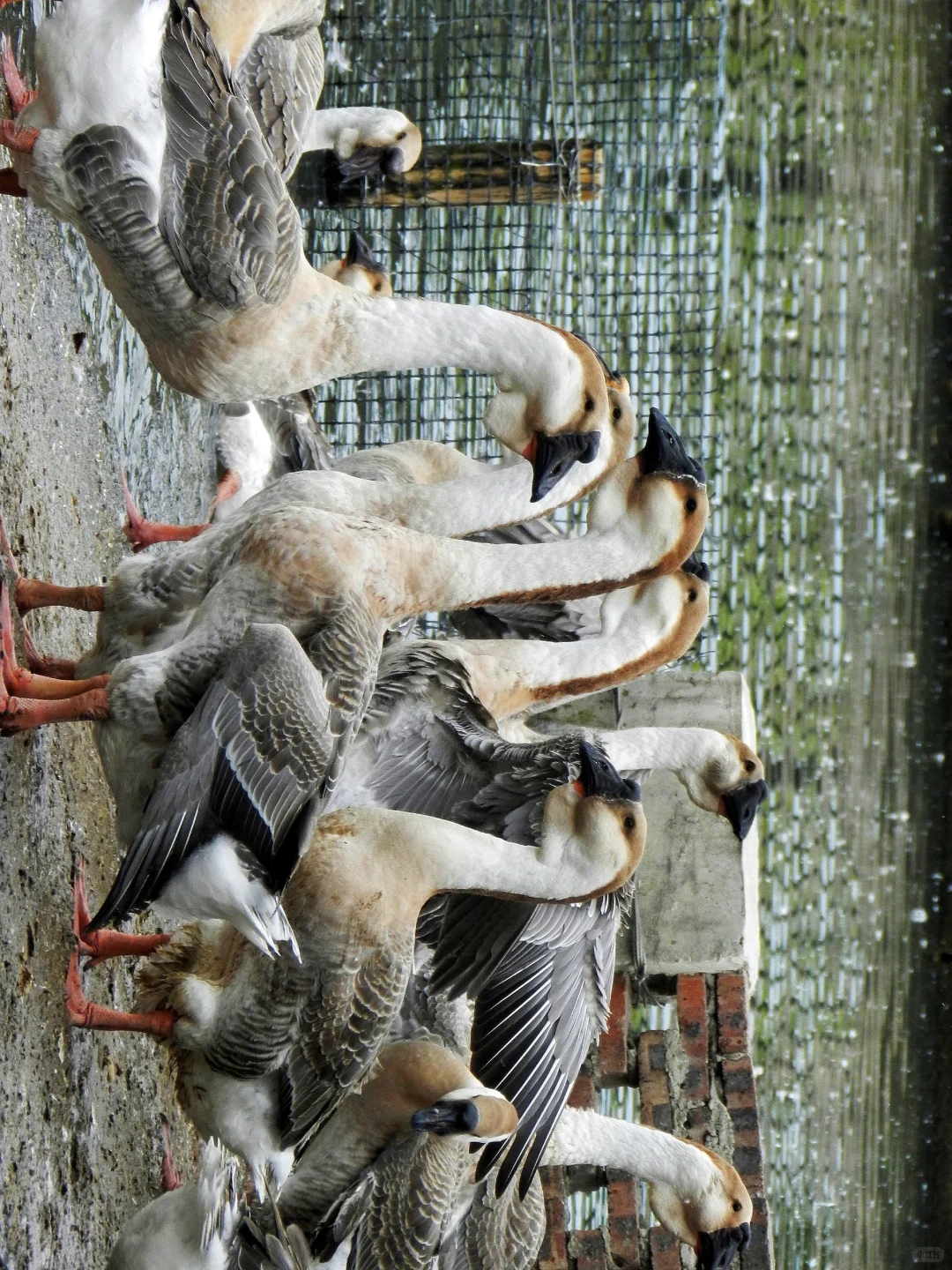 潜入澄海狮头鹅养殖场!