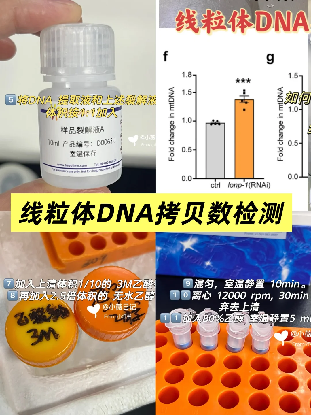 线粒体DNA拷贝数检测protocol详解✅