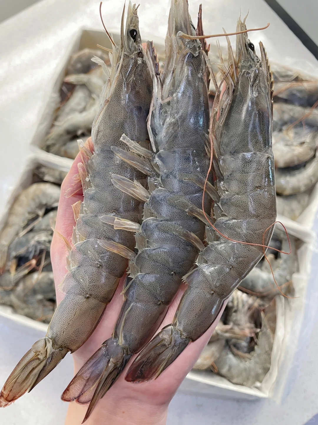 算了不劝了，冻虾真的比活虾更新鲜...