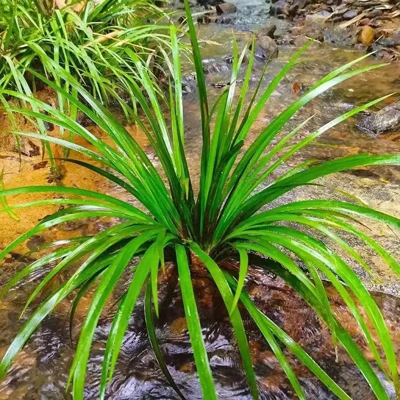 没有过滤器的鱼池也变清澈了，分享方法?