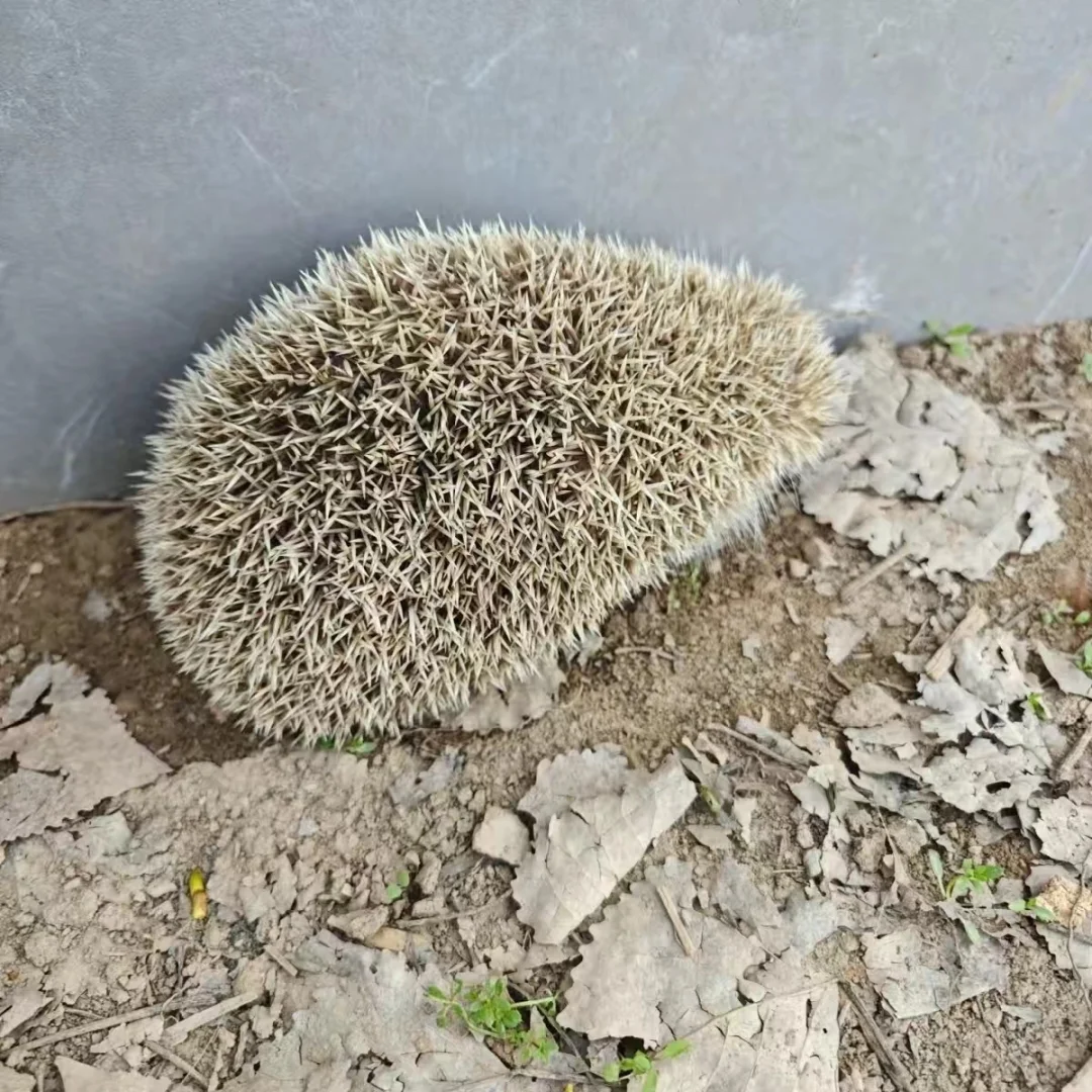 大刺猬活的 刺猬养殖购买 刺猬作用效果