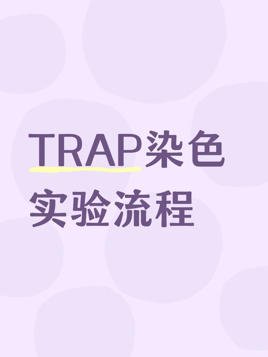 TRAP染色实验流程