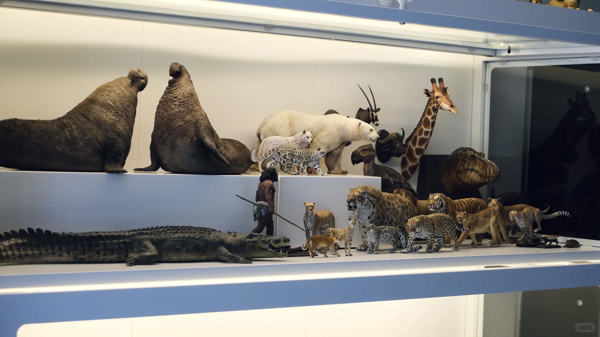 1:15动物模型一些收藏