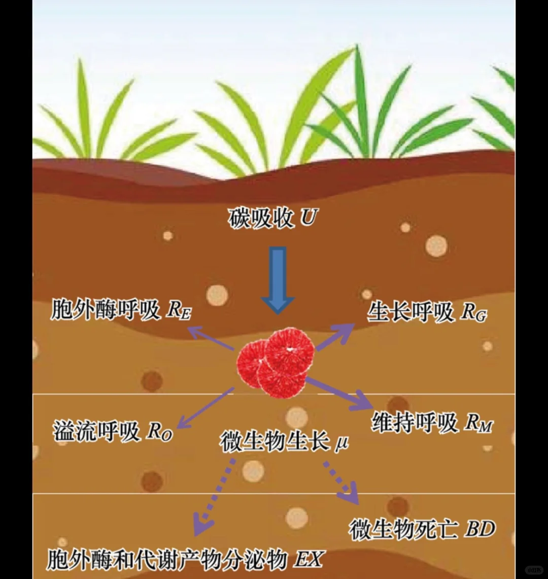 种菜改善土壤：制作微生物液