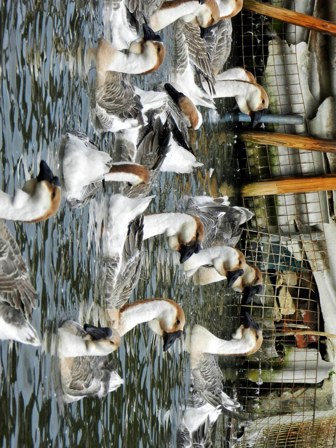 潜入澄海狮头鹅养殖场!