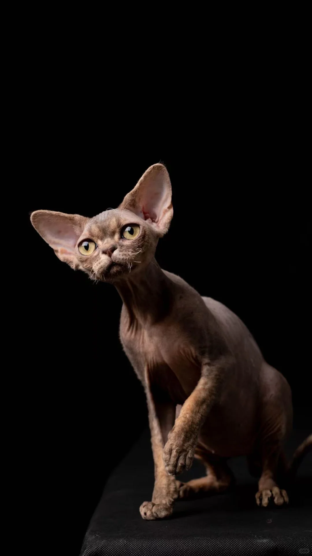 ❤️P血种公——战神? 宠知音基因检测报告