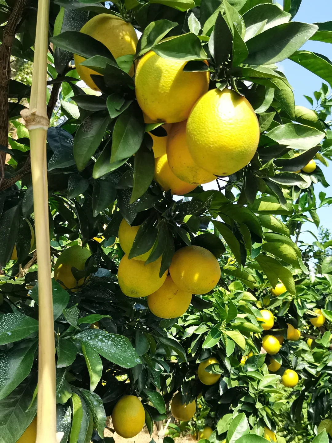 爸说别看它黄了，稀土山橙口感还差火候