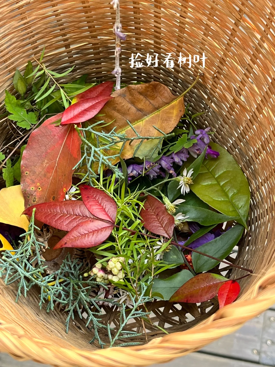 滴胶植物标本?制作详细教程来了
