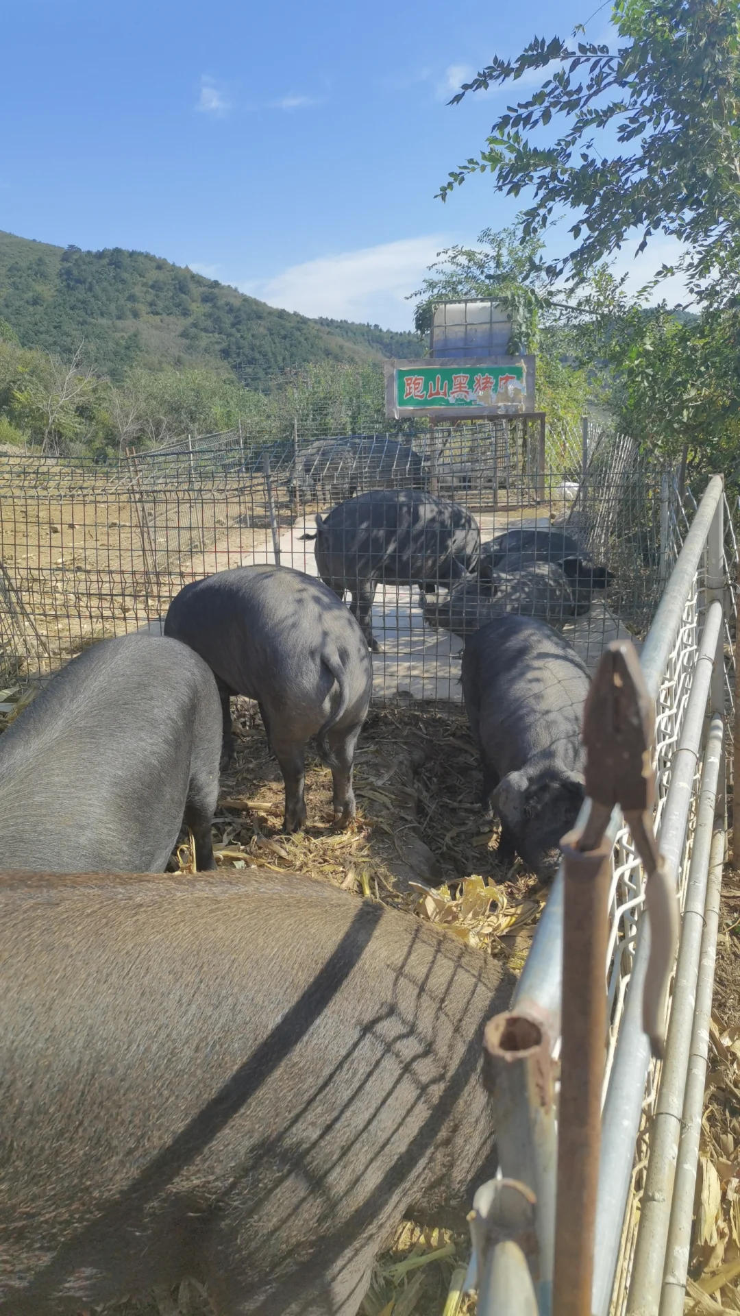 跑山黑猪肉寻合作伙伴