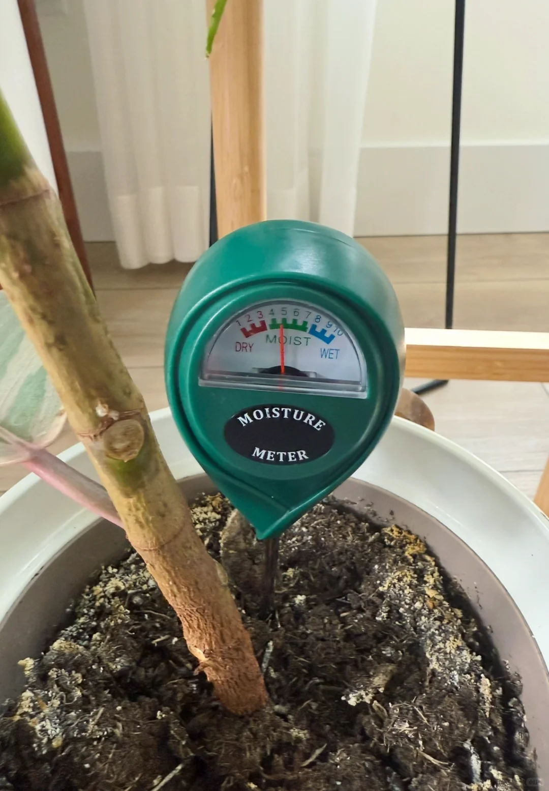 西雅图生活/绿植小白进阶路上的必备神器