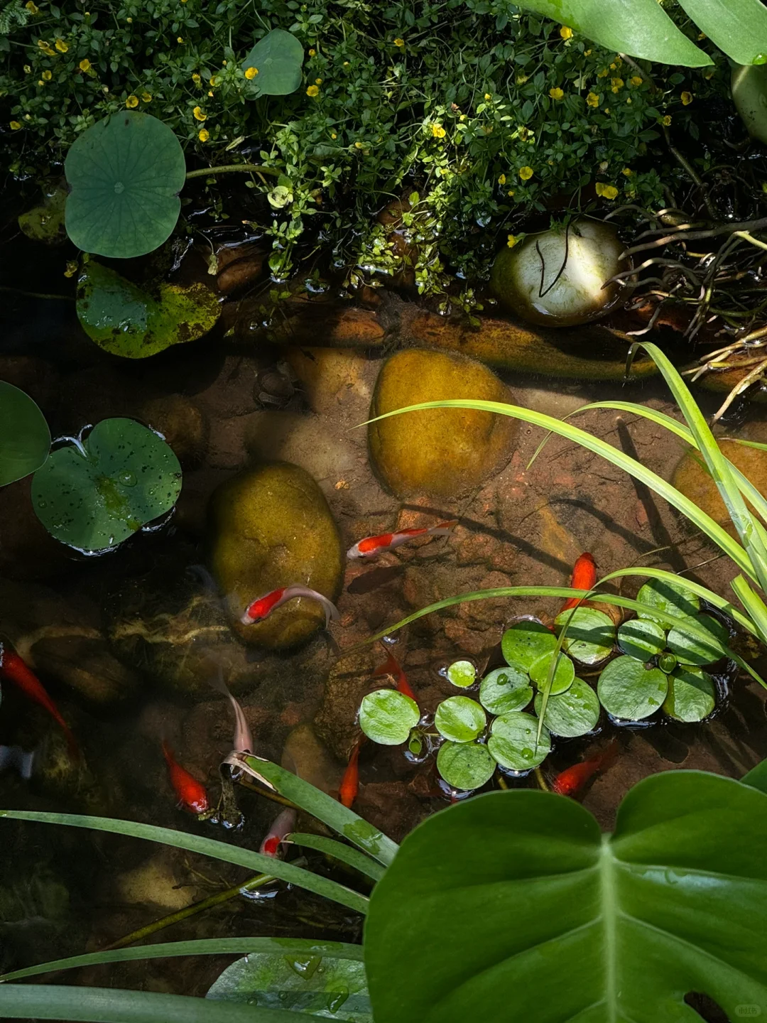 没有过滤器的鱼池也变清澈了，分享方法?