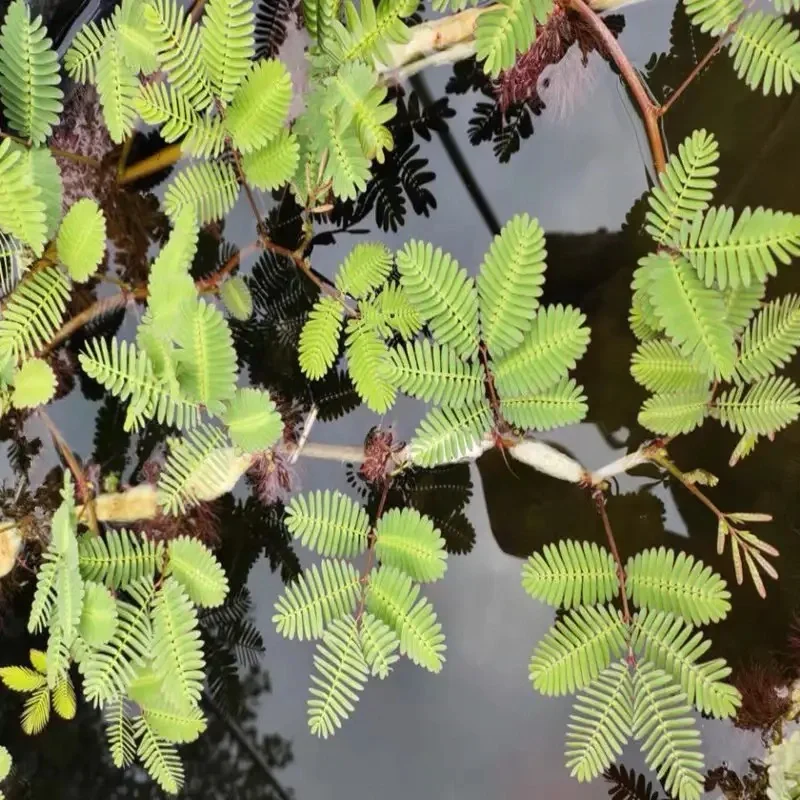 没有过滤器的鱼池也变清澈了，分享方法?