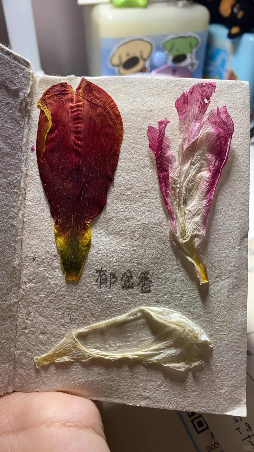 当亲眼看到薄膜干涉时，世界都静止了