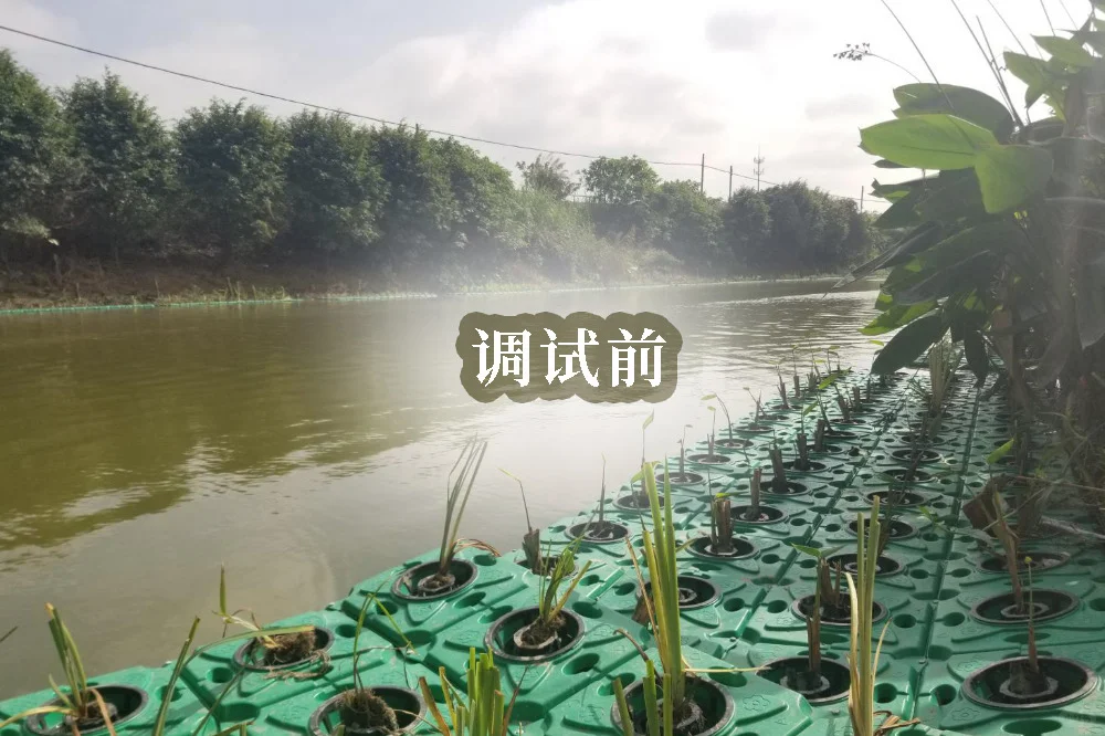 7公里劣V类水到V类|甘度微生物河道治理案例