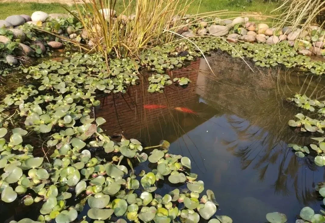 池塘修复主要内容包括这几个方面