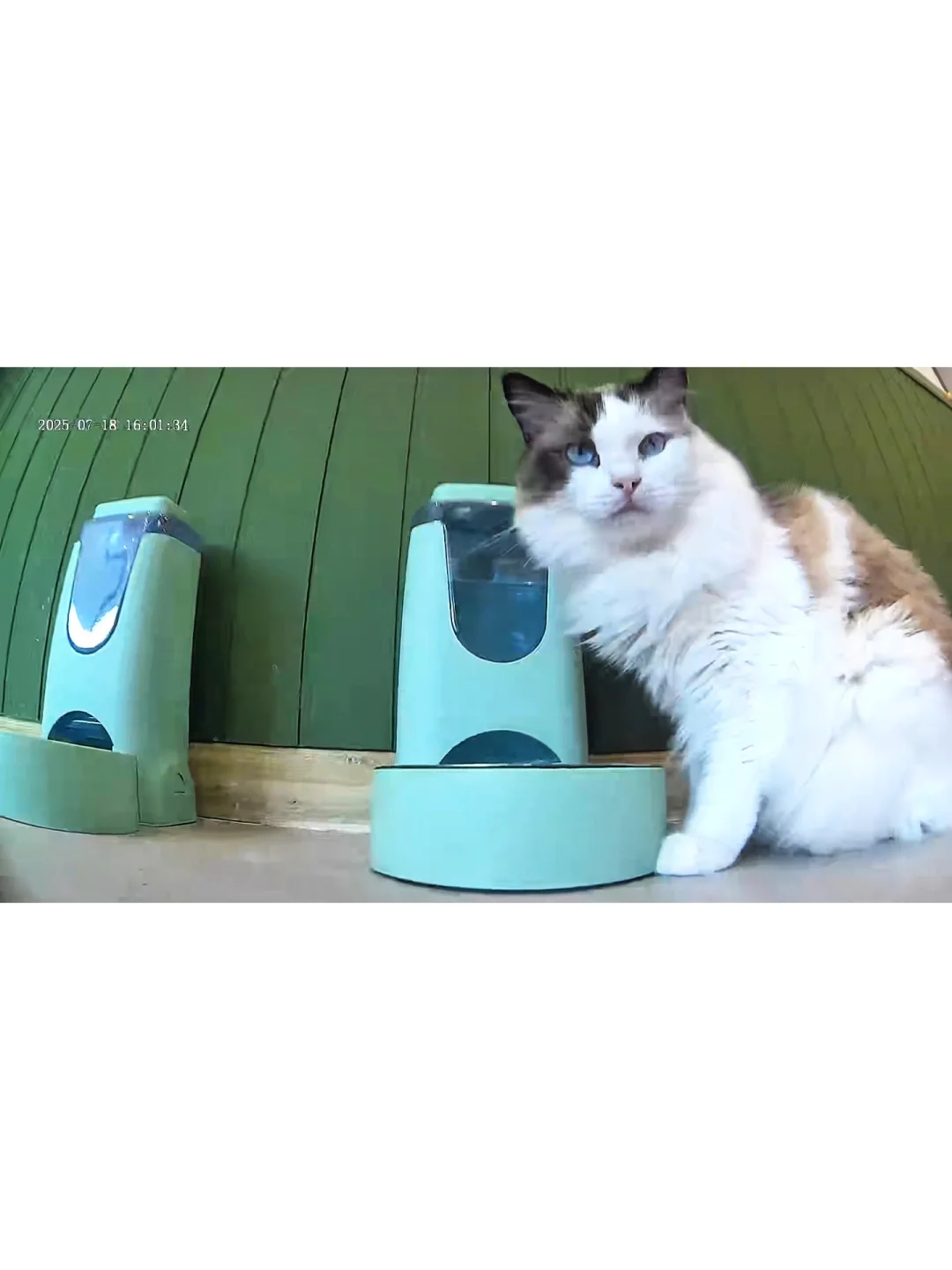 famue宠物移动监控,使用感受