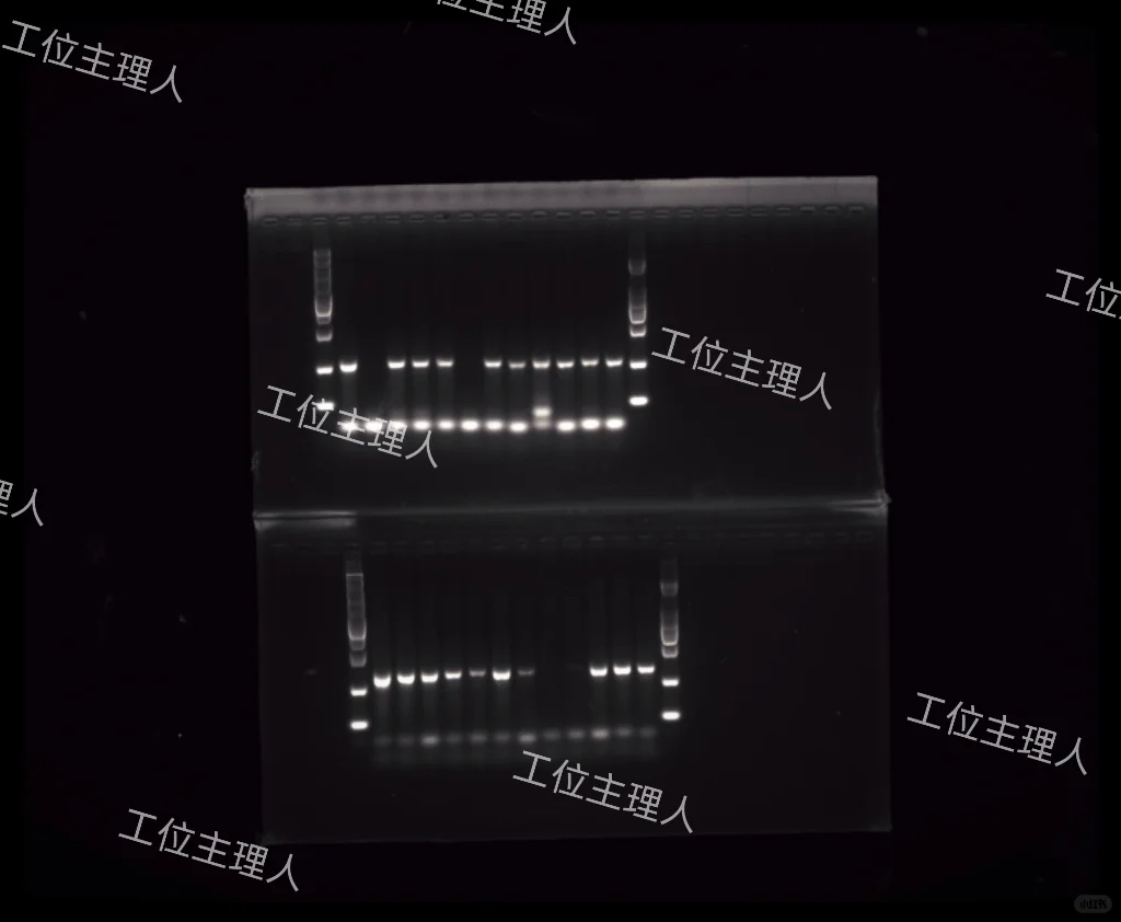 小鼠基因鉴定‼️