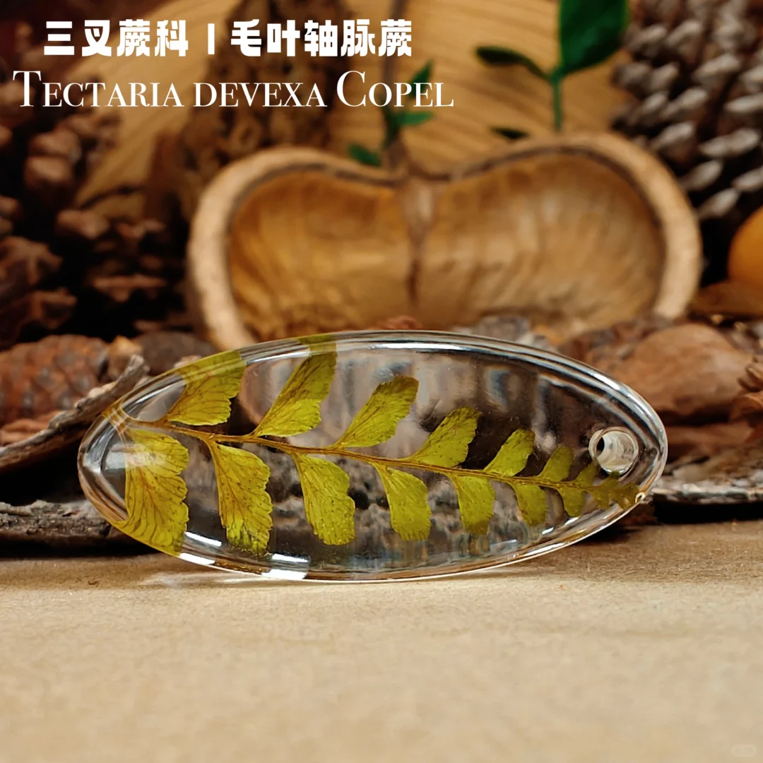 自制｜《手工植物滴胶一》