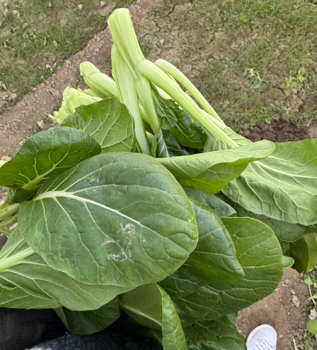 周末遛娃之采摘蔬菜，看看鸡鸭鹅和兔子