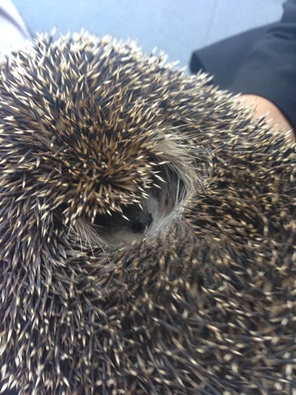 大刺猬活的 刺猬养殖购买 刺猬作用效果