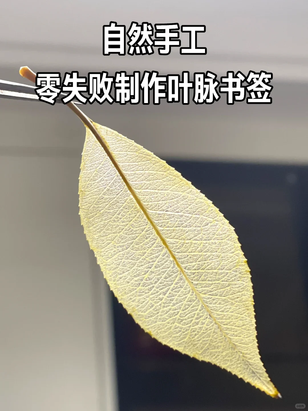 自然手工——零失败制作叶脉书签