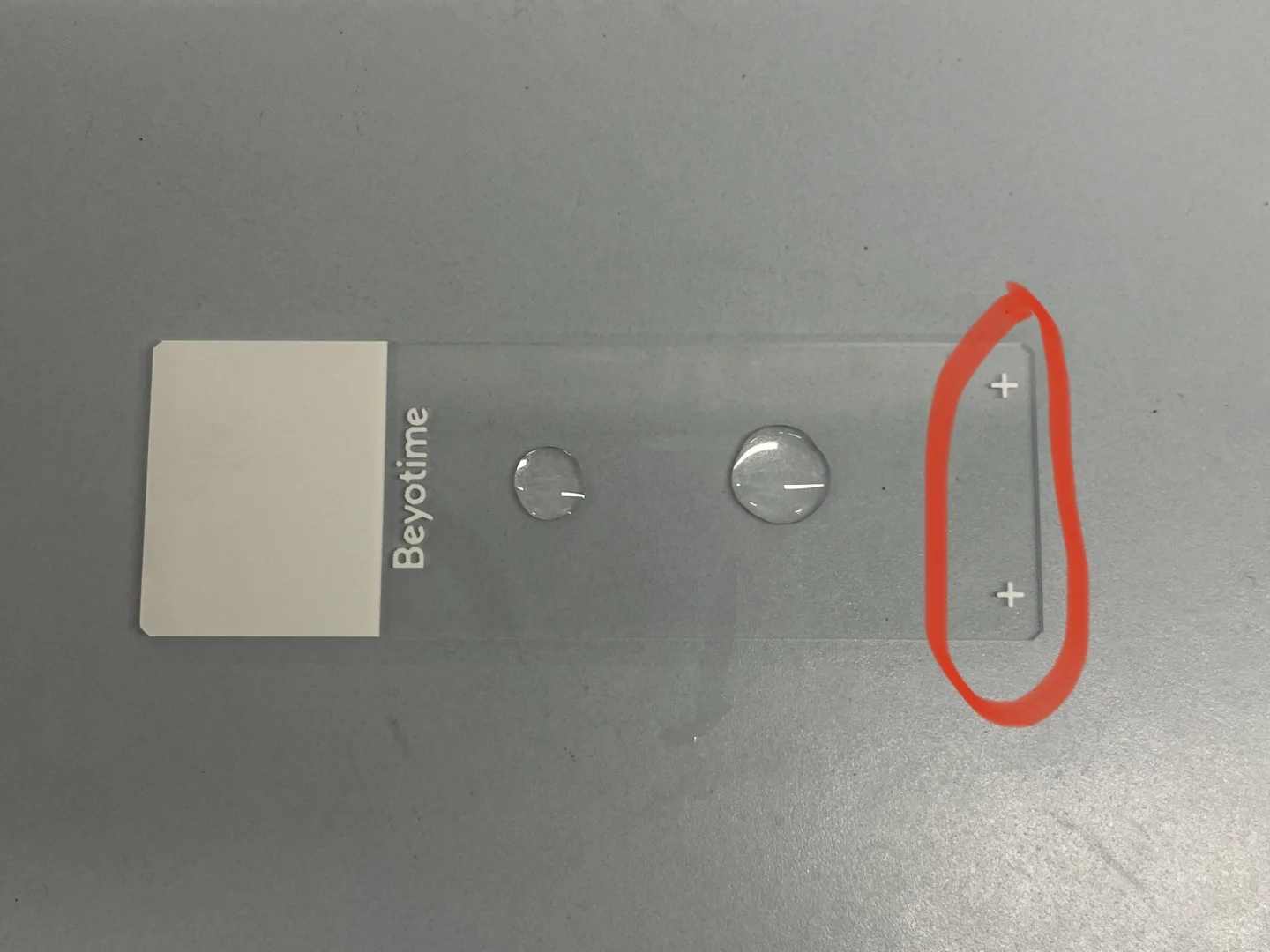 悬浮细胞免疫荧光样本制备（不用爬片版）